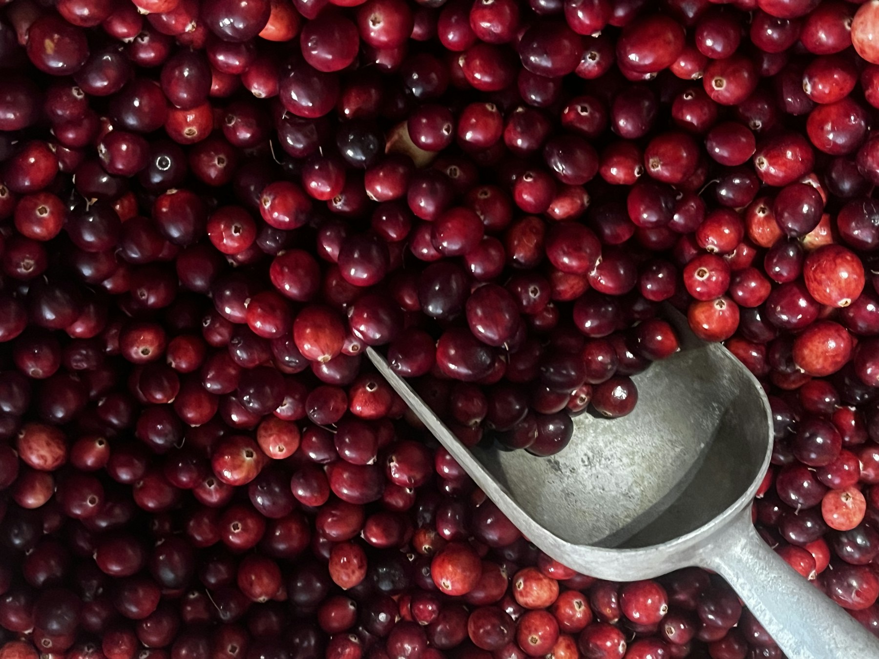Fresh cranberries on a table