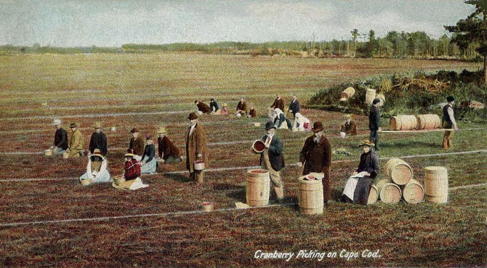 Historic postcard of cranberry picking on Cape Cod